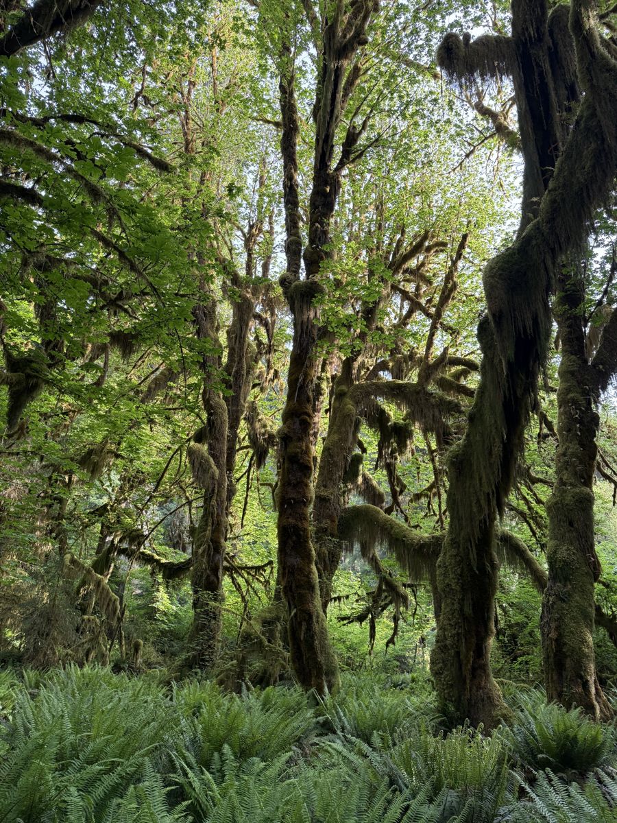 A mossy rainforest with ferns in Olympic National Park